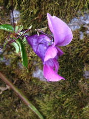 Impatiens sulcata
