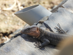 Gallotia stehlini