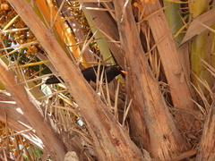 Turdus merula cabrerae