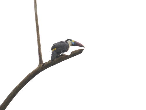 White-throated Toucan