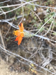 Adenophyllum speciosum