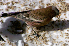 Leucosticte tephrocotis tephrocotis
