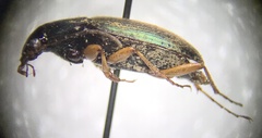 Chlaenius tricolor