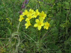Linum flavum