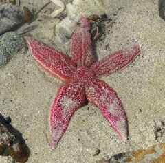 Asterias rubens