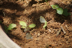 Eurema elathea
