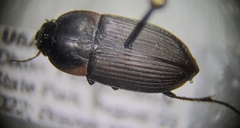 Anisodactylus rusticus