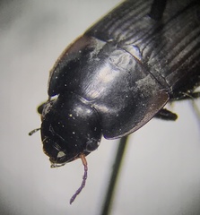 Anisodactylus rusticus