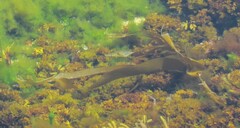 Laminaria digitata