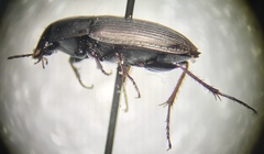 Anisodactylus rusticus