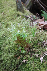 Claytonia sibirica