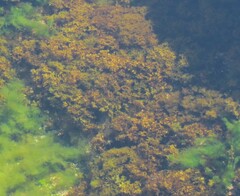 Chondrus crispus