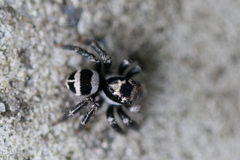Corythalia argentinensis