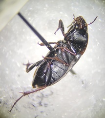 Anisodactylus rusticus