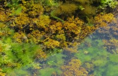Chondrus crispus