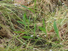 Boltonia montana