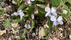 Viola arborescens