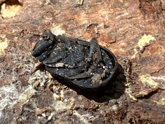 Trogidae