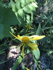 Verbesina helianthoides