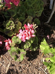 Oenothera lindheimeri