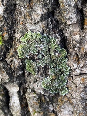 Physconia perisidiosa