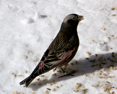 Leucosticte atrata