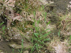 Boltonia montana