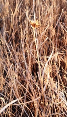 Bolboschoenus planiculmis