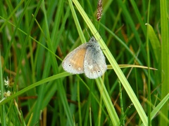 Coenonympha tullia