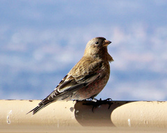 Leucosticte australis