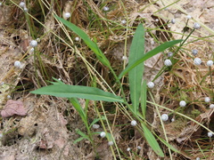 Boltonia montana