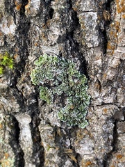 Physconia perisidiosa