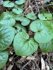 Asarum caudatum