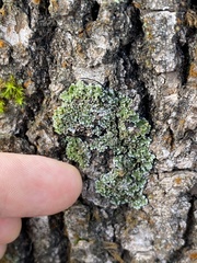 Physconia perisidiosa