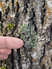 Physconia perisidiosa