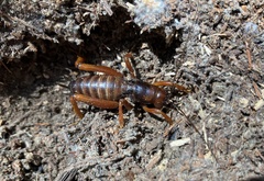 Cratomelus