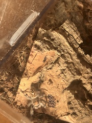 Phidippus regius