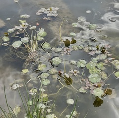 Hydrocotyle ranunculoides