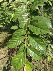 Ehretia laevis