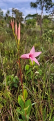 Mandevilla