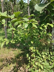 Ehretia laevis