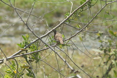 Columbina talpacoti