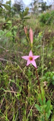 Mandevilla