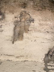 Panyptila cayennensis