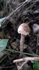 Battarrea phalloides