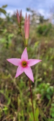 Mandevilla