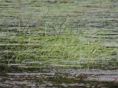 Eleocharis robbinsii