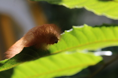 Megalopyge albicollis