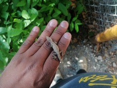 Anolis laeviventris