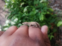 Anolis laeviventris